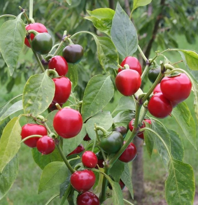 Asie Pipari CILIEGIA PICCANTE