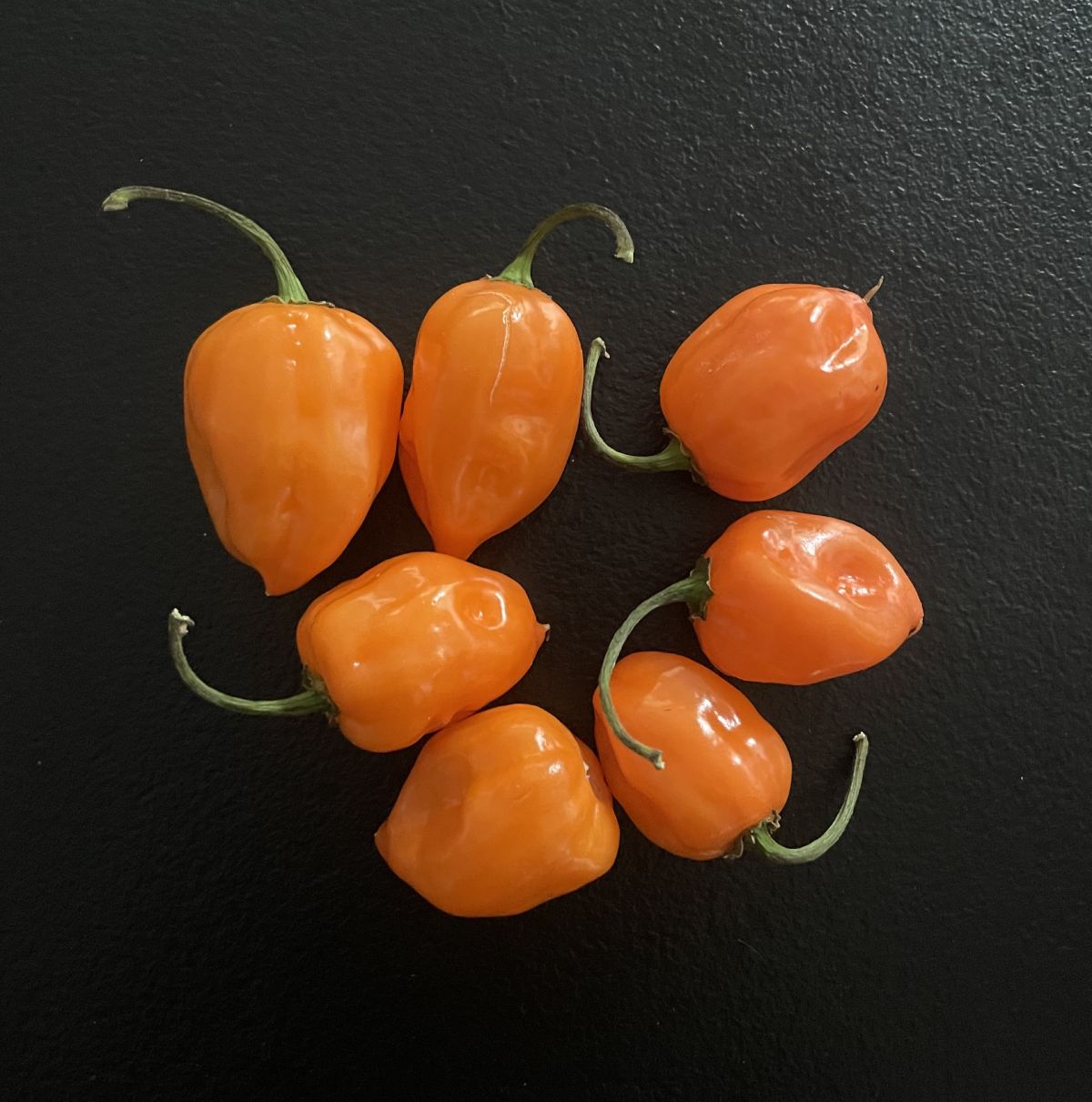 Asie pipari HABANERO Orange sēklas