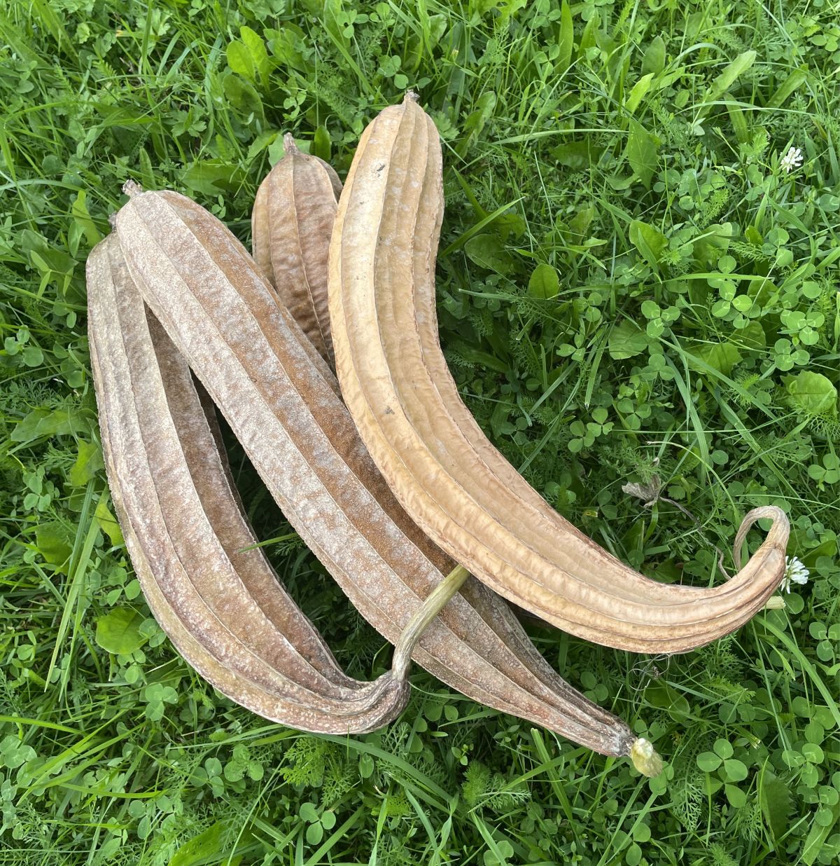 Lufa (Luffa cylindrica) sēklas