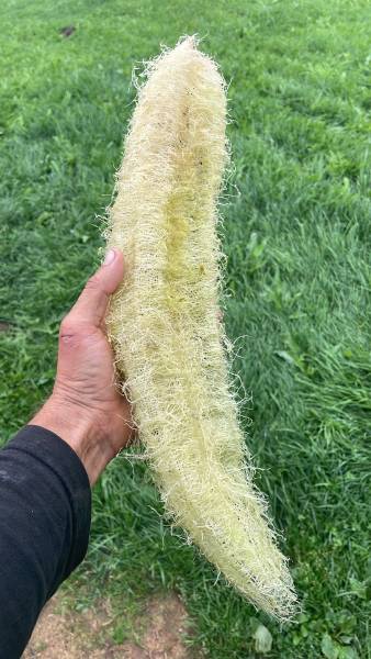 Peeled Luffa sponge
